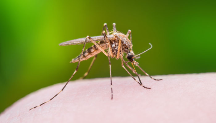 west nile virus