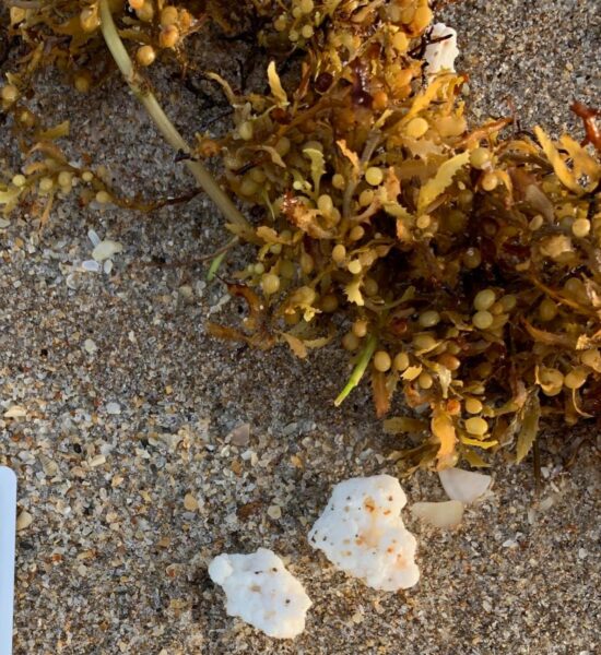 white substance on beach