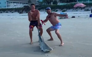 two men kill shark