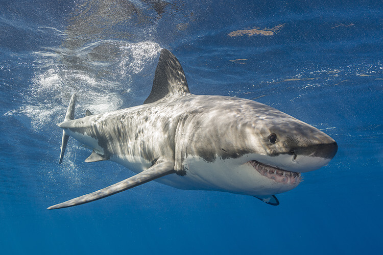 Great white shark