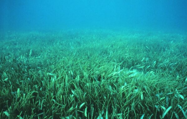 sea grass